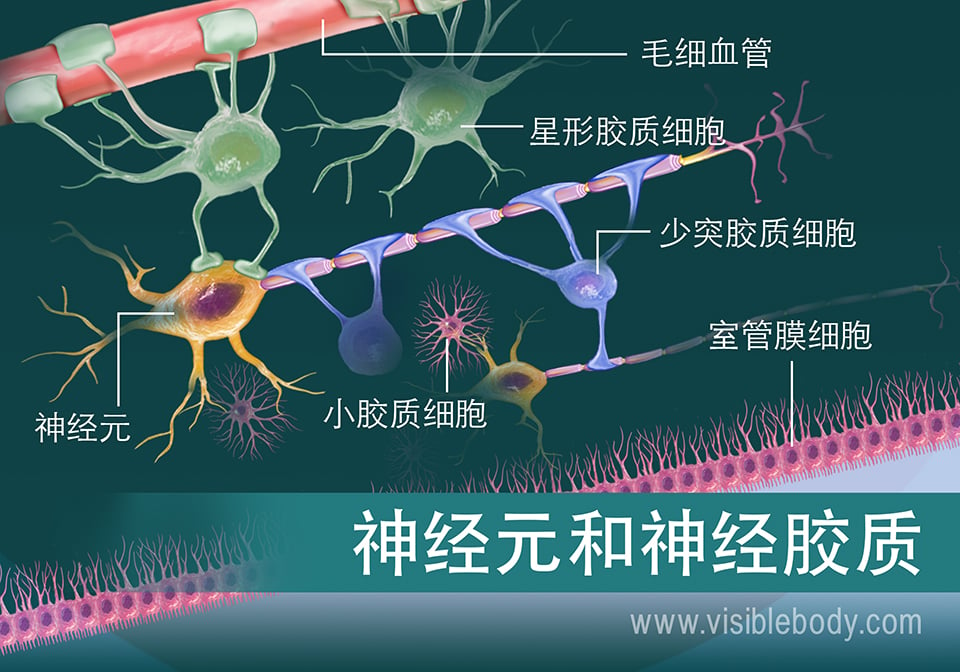 神经元和某些类型神经胶质的示意图